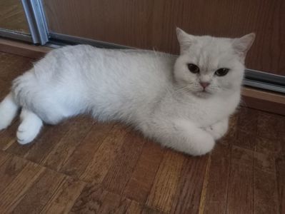 Британская кошечка серебристая шиншилла