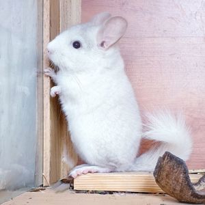 Маленький самец шиншиллы Бело-розовый эбони носитель фиолета и ангоры