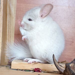 Маленький самец шиншиллы Бело-розовый эбони носитель фиолета и ангоры