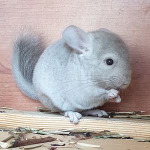 Маленький самец шиншиллы Бежевый эбони носитель фиолета и ангоры