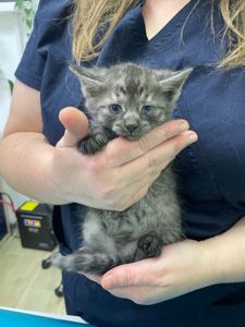 Підвальні кошенята шукають родину