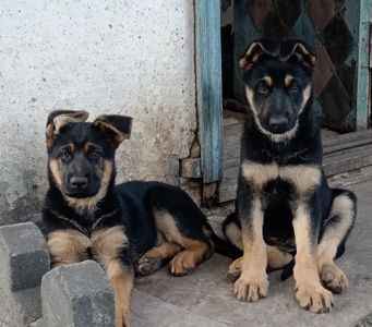 Продам щенков немецкой овчарки