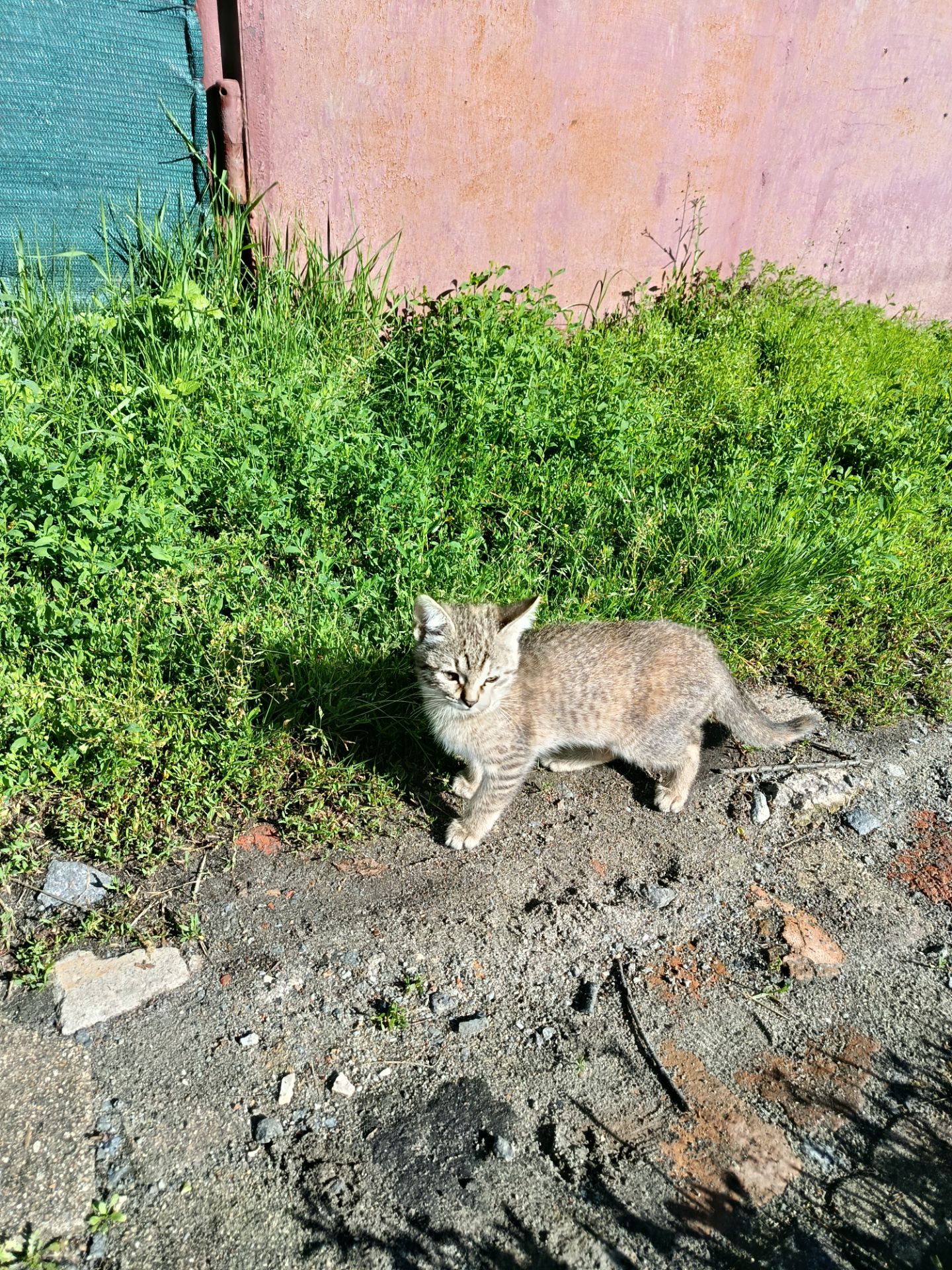 Віддам добрим людям