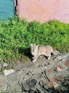 Віддам добрим людям