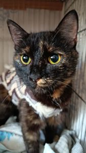 Ліса🧡 У неї є 7 днів🐈⬛🩷 Київ, маленька киця 7-8 міс. в добрі руки