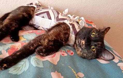 Ліса🧡 У неї є 7 днів🐈⬛🩷 Київ, маленька киця 7-8 міс. в добрі руки