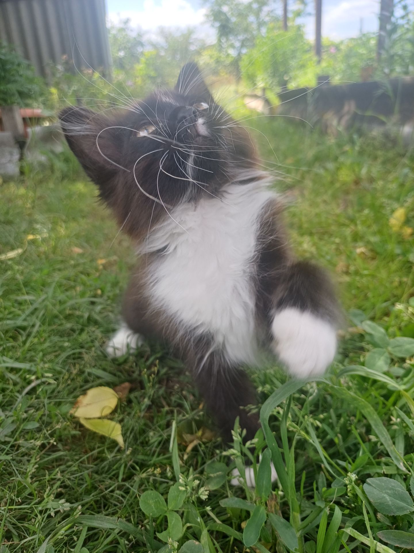 Отдам две кошечки, бесплатно