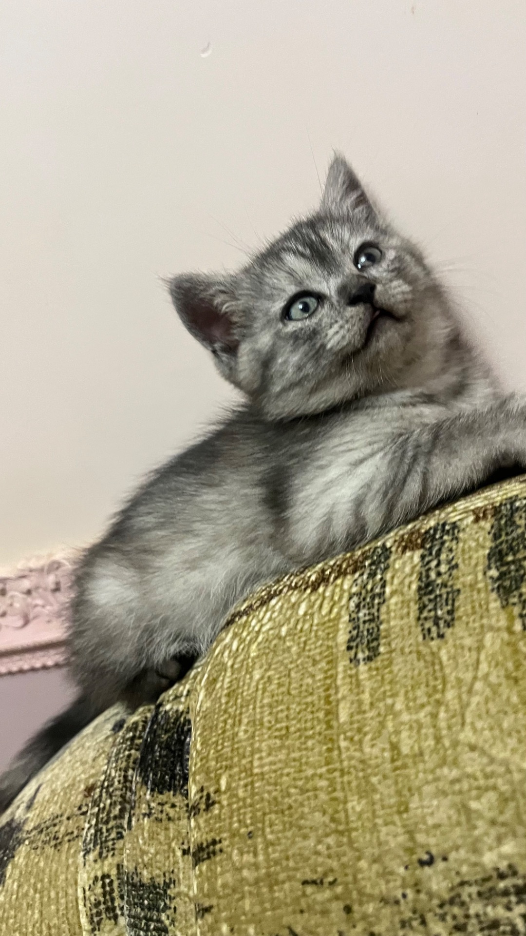 Прямовухий котик під пух білий зверху чорний дим