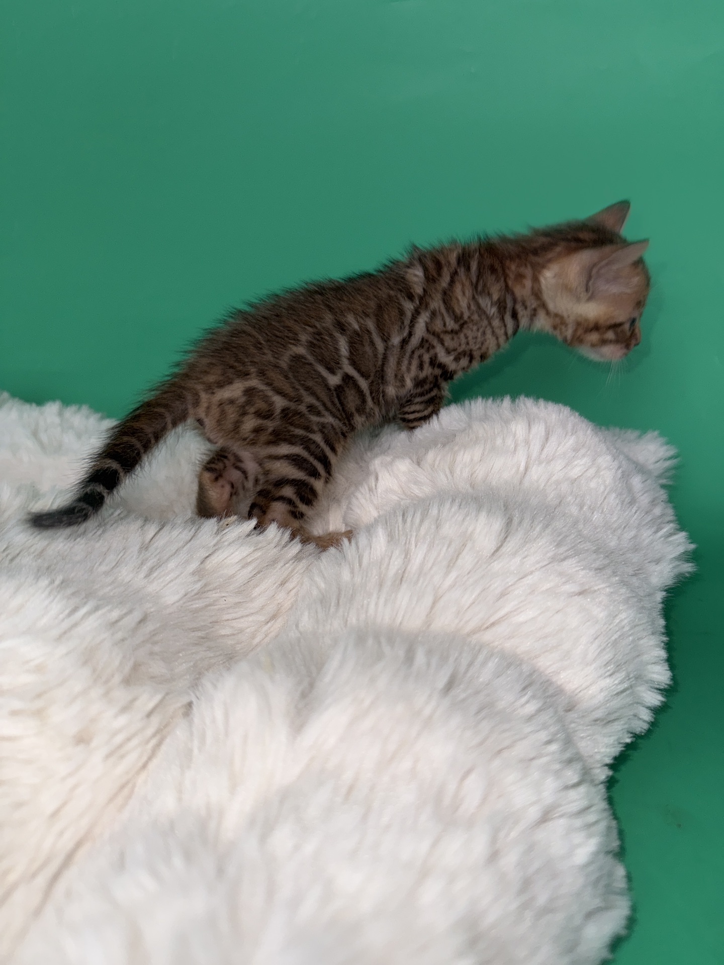 Бенгальські кошенята