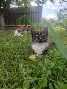 Отдам две кошечки, бесплатно