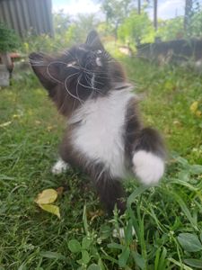 Отдам две кошечки, бесплатно