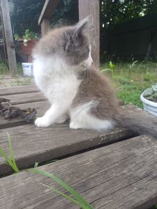 Отдам две кошечки, бесплатно