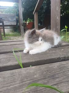 Отдам две кошечки, бесплатно