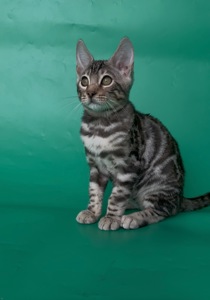 Бенгальські кошенята