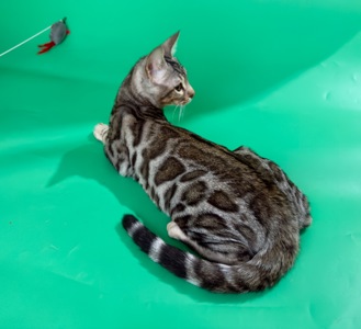 Бенгальські кошенята