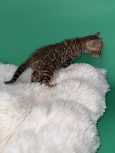 Бенгальські кошенята