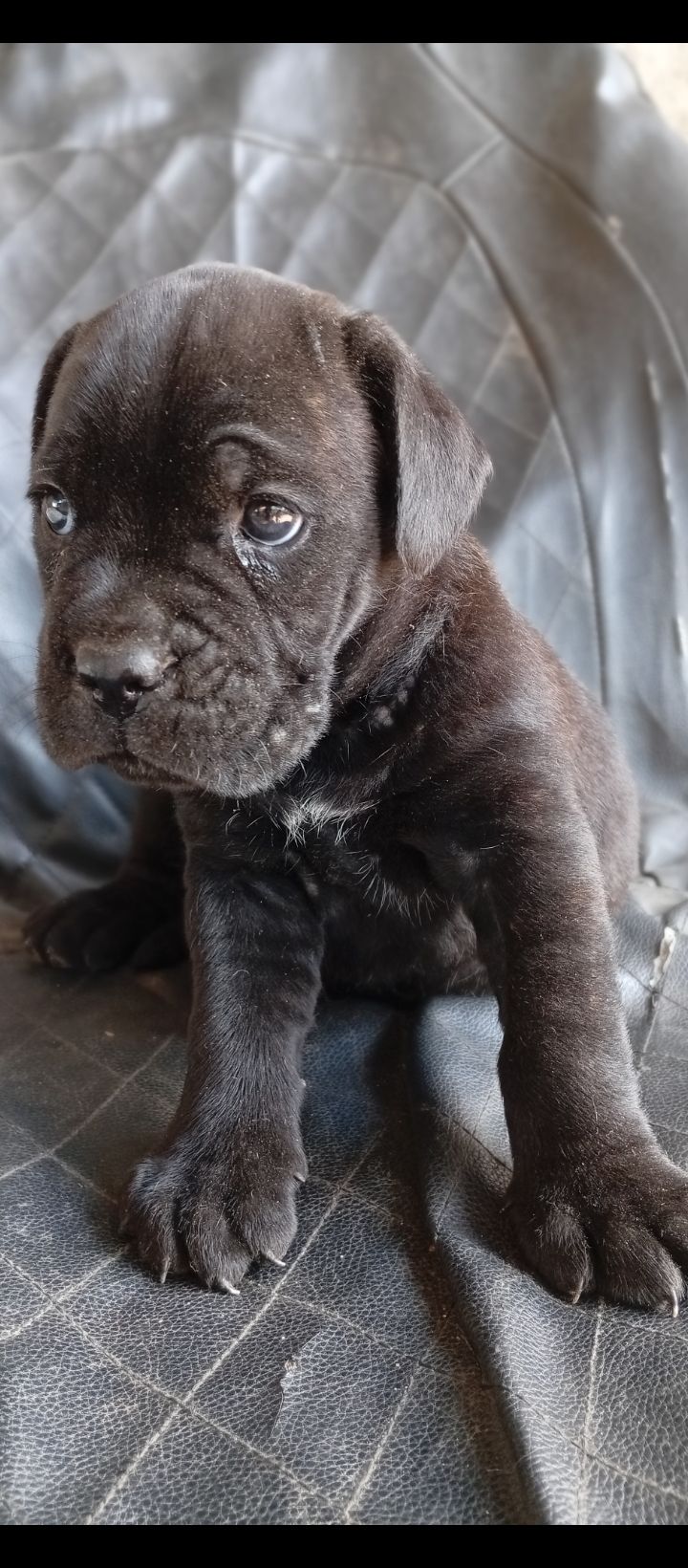 Щенки Кане корсо