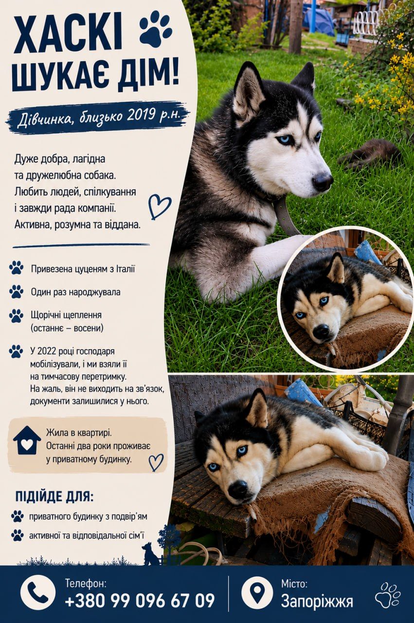 Хаскі шукає нову домівку