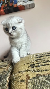 Котик срібна шиншила