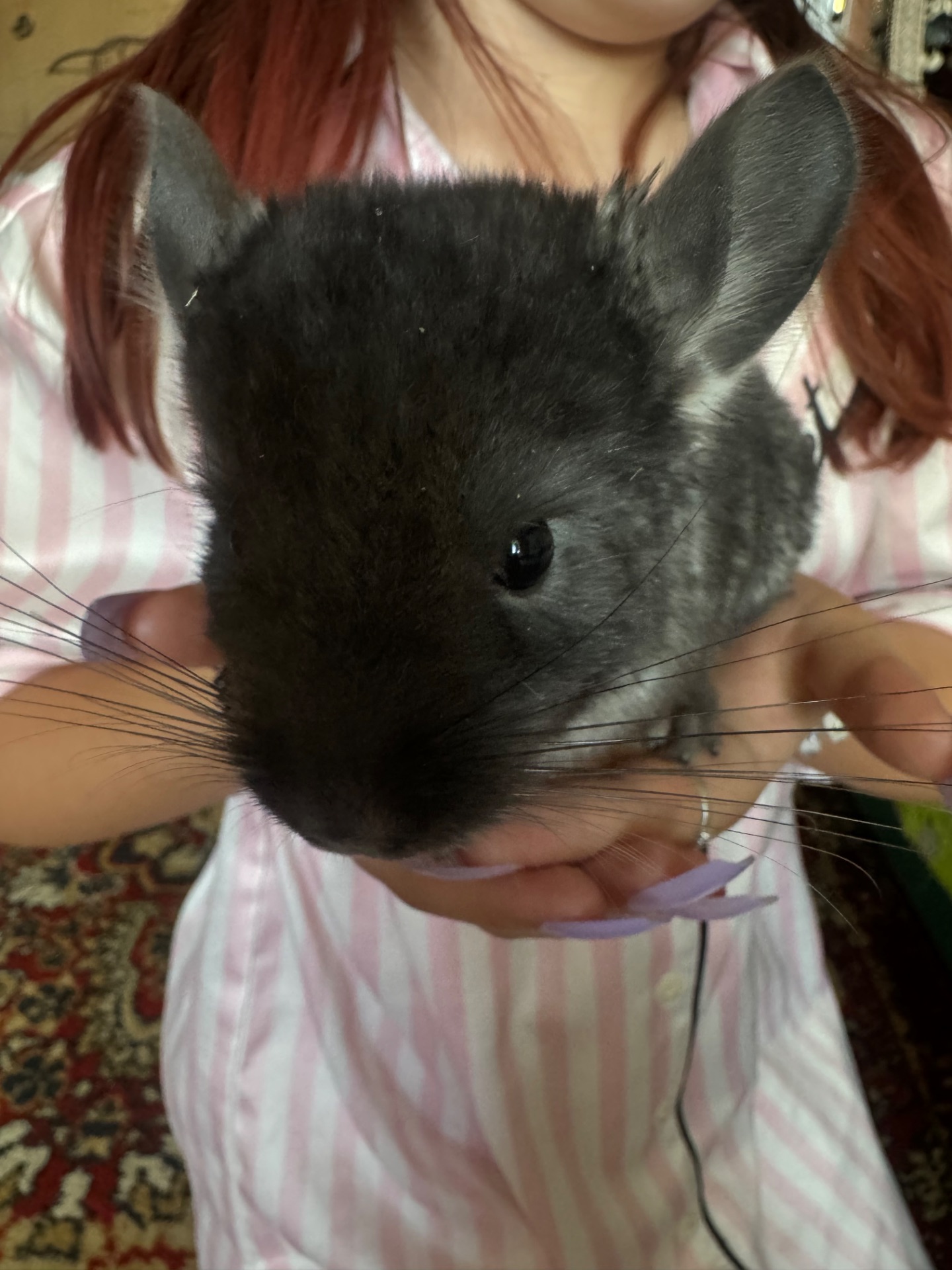 Шиншила хлопчик