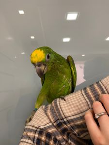 Папуга амазон сурінамський, жовтолобий амазон, ручні пташенята