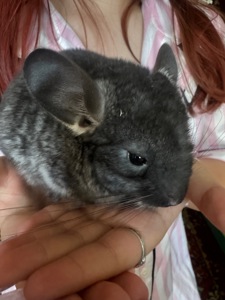 Шиншила хлопчик