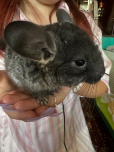 Шиншила хлопчик