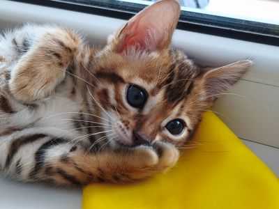 Чистокровна бенгальська дівчинка
