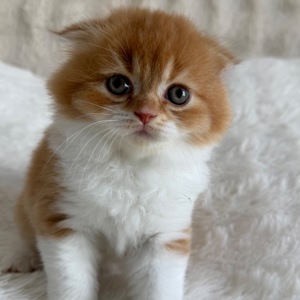 Шотландский весловухий котик