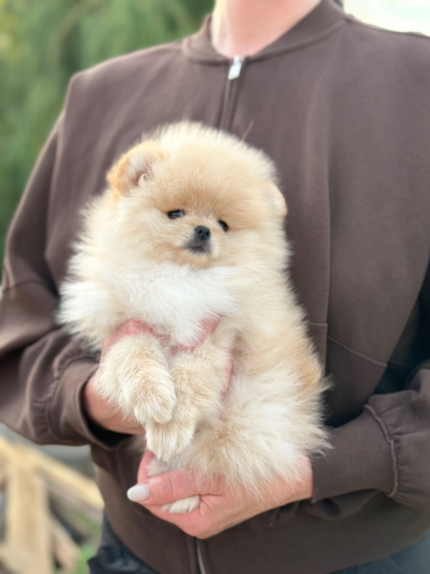 Хлопчик померанський шпіц