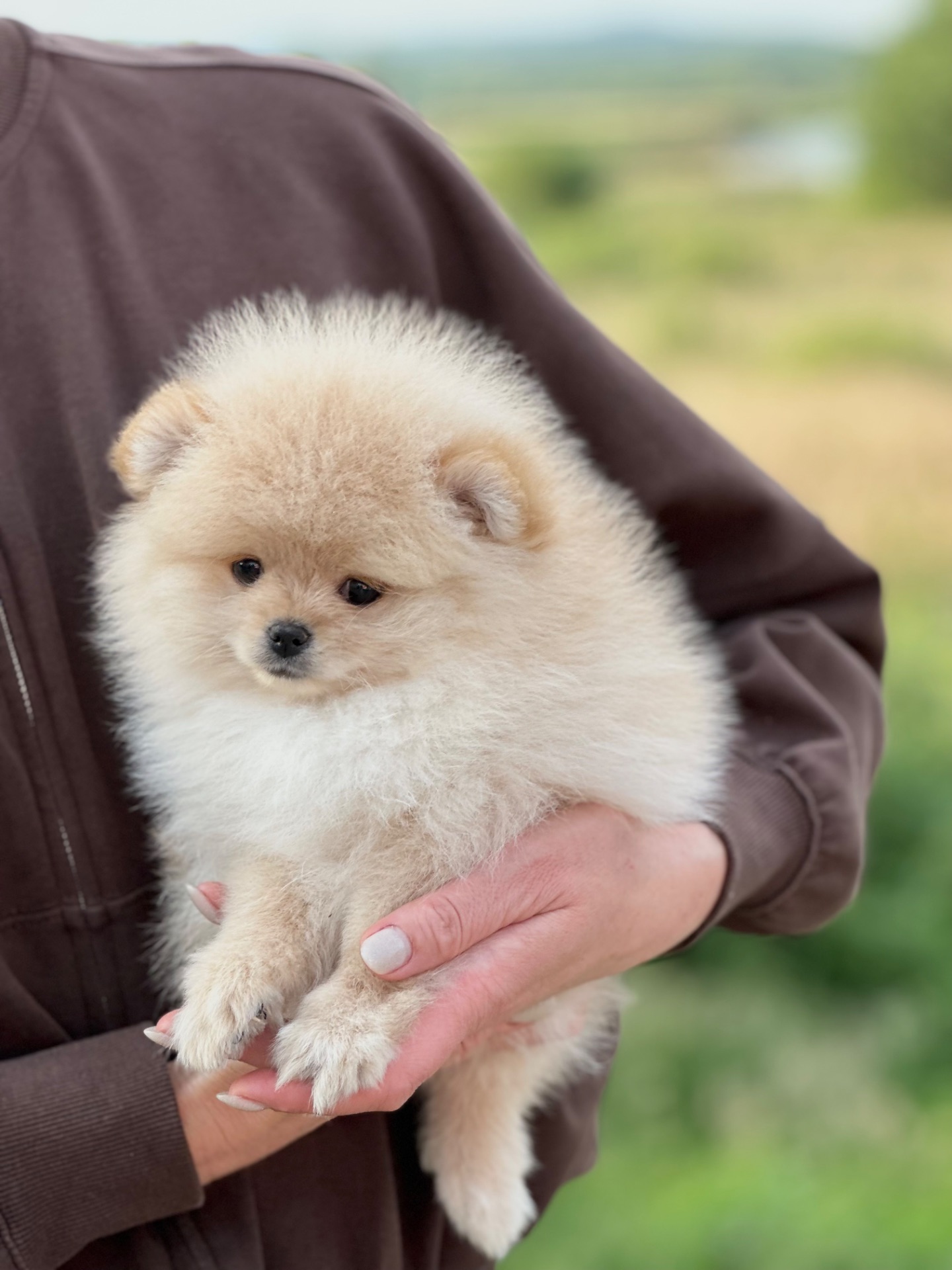 Хлопчик померанський шпіц