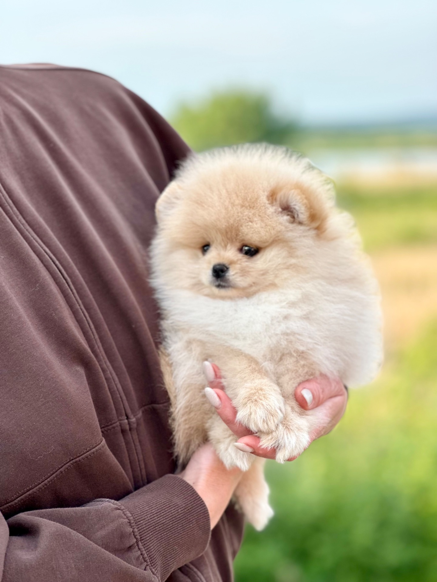 Хлопчик померанський шпіц