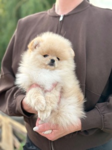 Хлопчик померанський шпіц