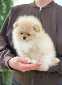 Хлопчик померанський шпіц