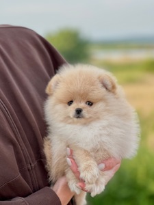 Хлопчик померанський шпіц