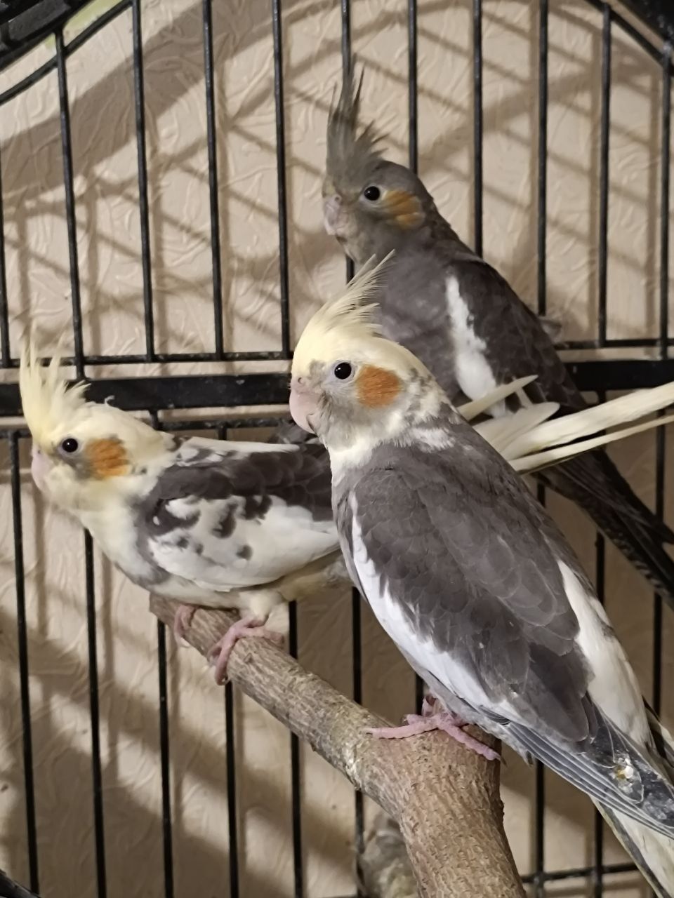 Продам домашніх ручних пташенят корелли