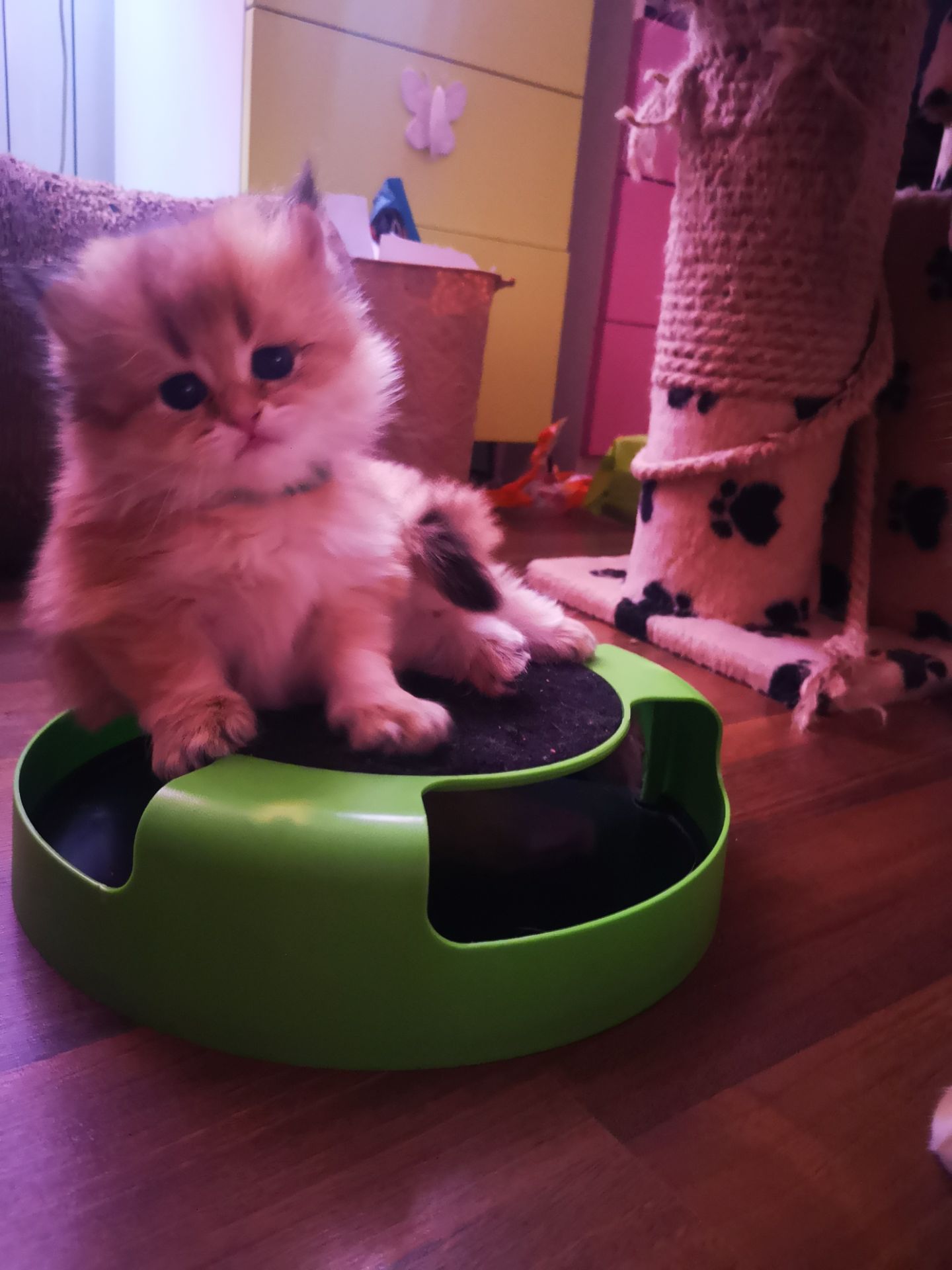 Котята британской золотой шиншиллы