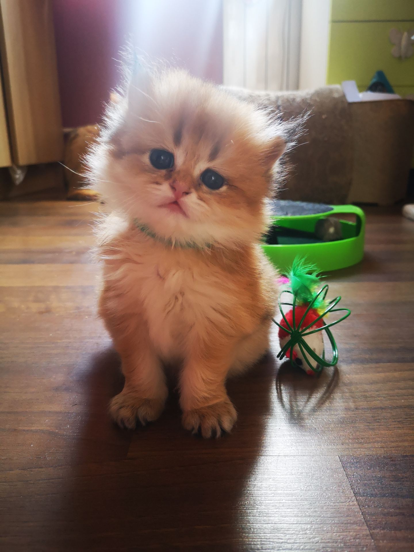 Котята британской золотой шиншиллы