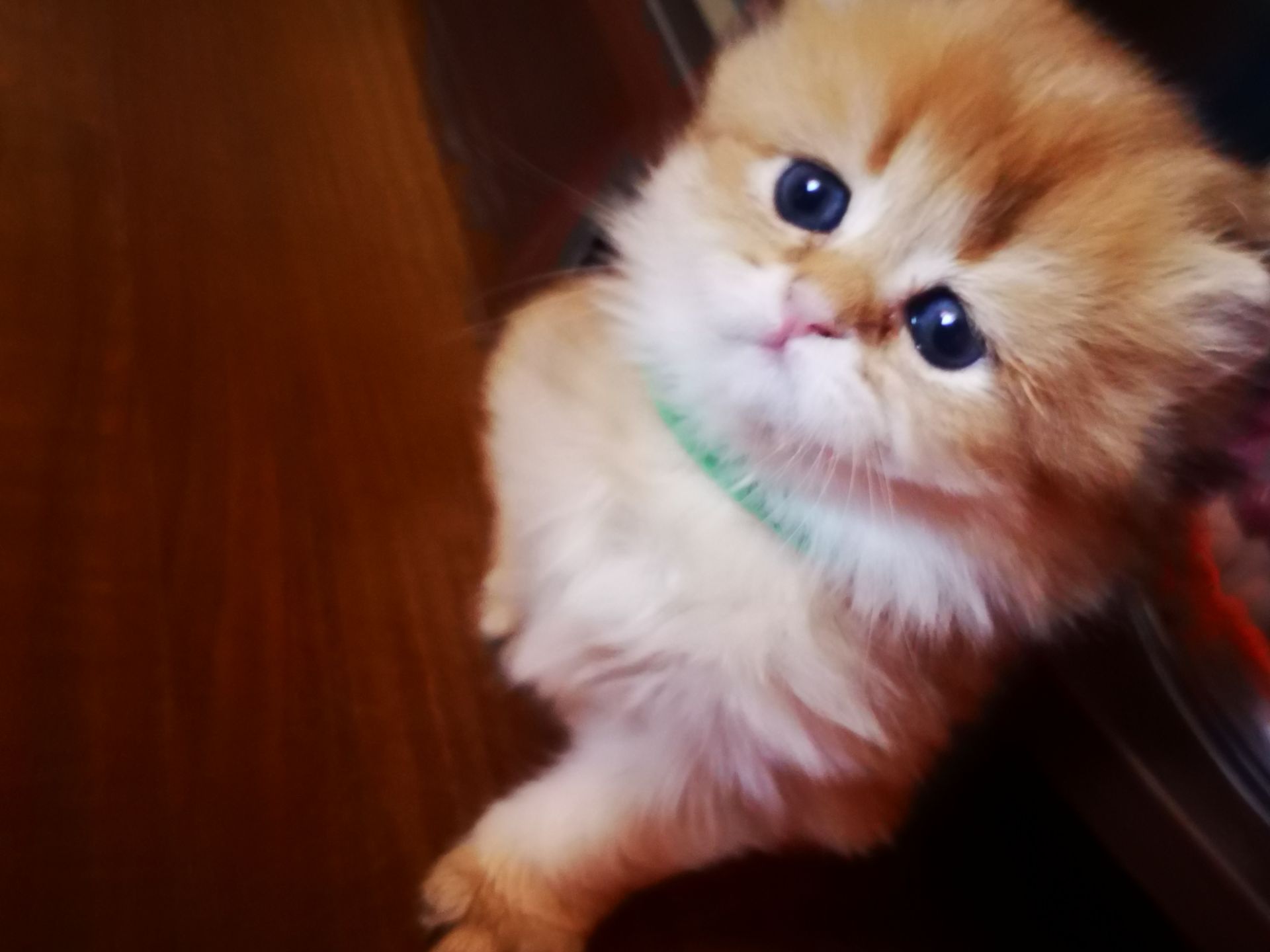 Котята британской золотой шиншиллы