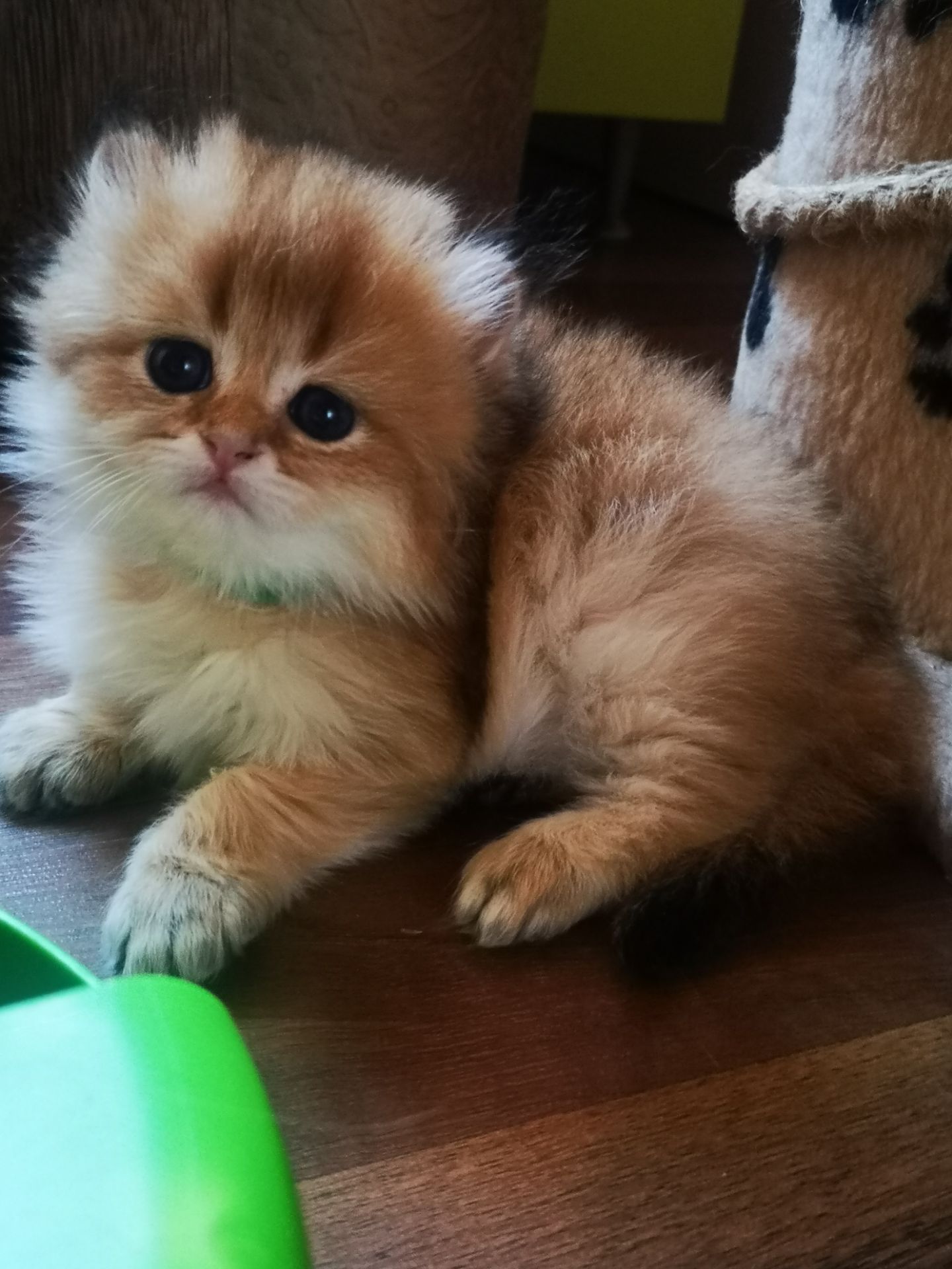 Котята британской золотой шиншиллы