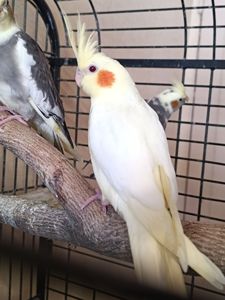 Продам домашніх ручних пташенят корелли