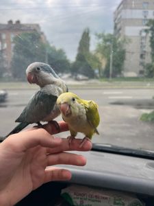 Продам ручних пташенят каліта квакер монах