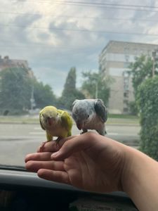 Продам ручних пташенят каліта квакер монах