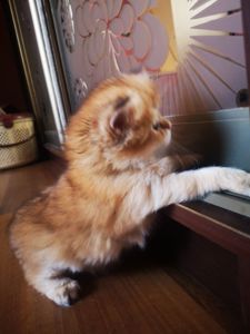 Котята британской золотой шиншиллы