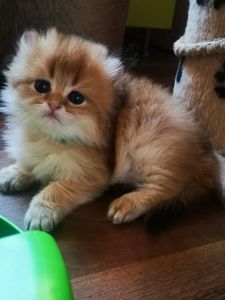Котята британской золотой шиншиллы