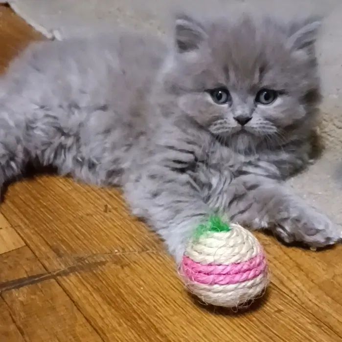 Продам наймиліших шотландських кошенят
