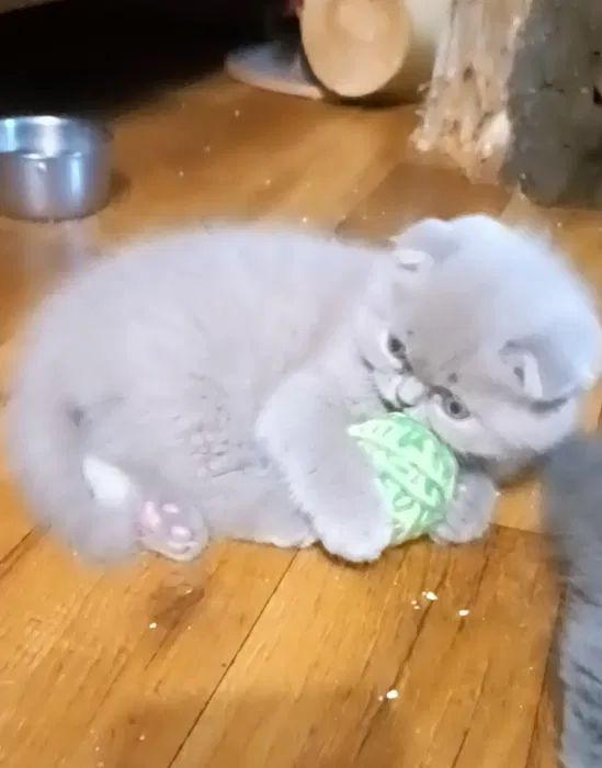 Продам наймиліших шотландських кошенят