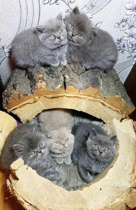 Продам наймиліших шотландських кошенят