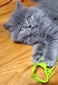 Продам наймиліших шотландських кошенят