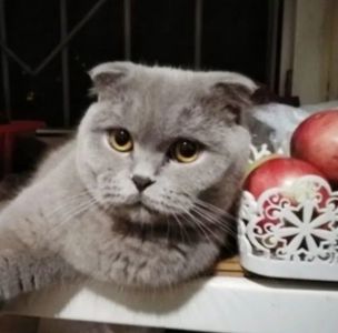 Продам наймиліших шотландських кошенят